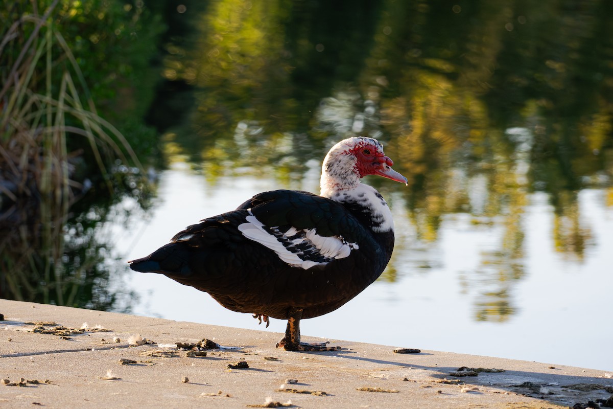 Muscovy Duck (Domestic type) - Richie Frerking