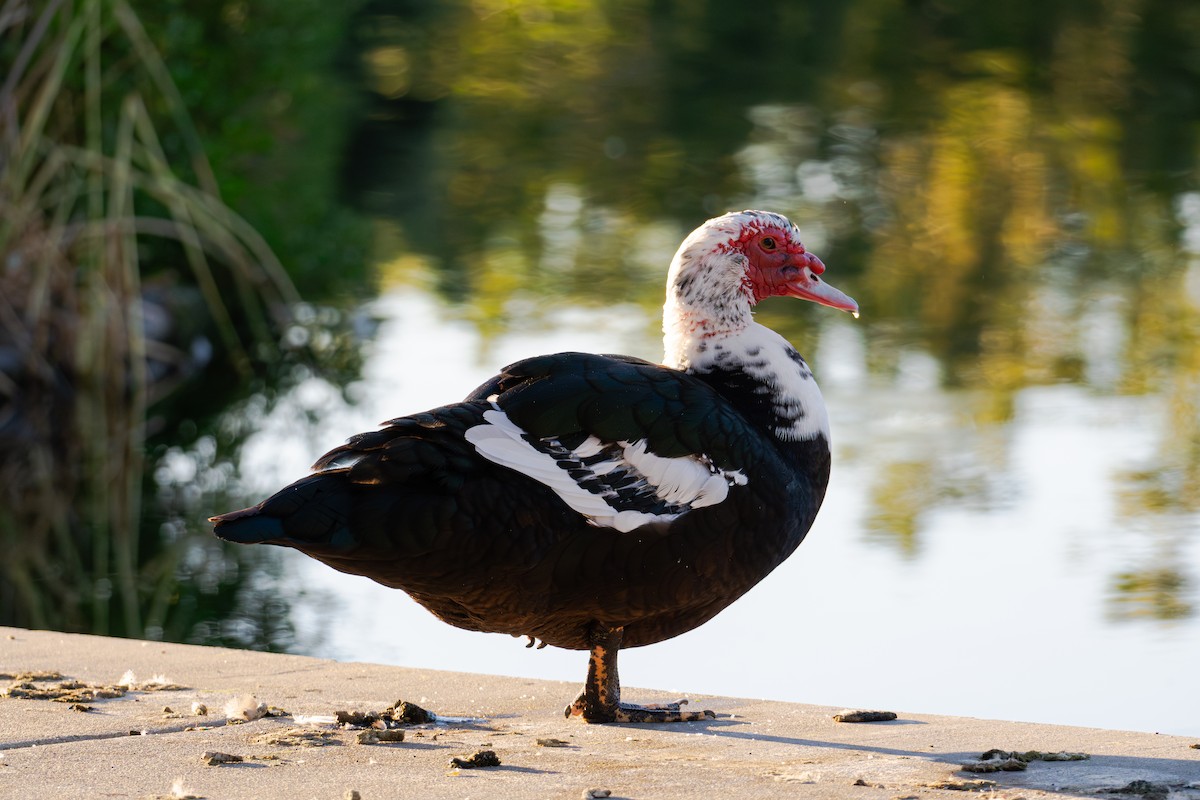 Muscovy Duck (Domestic type) - ML624144037