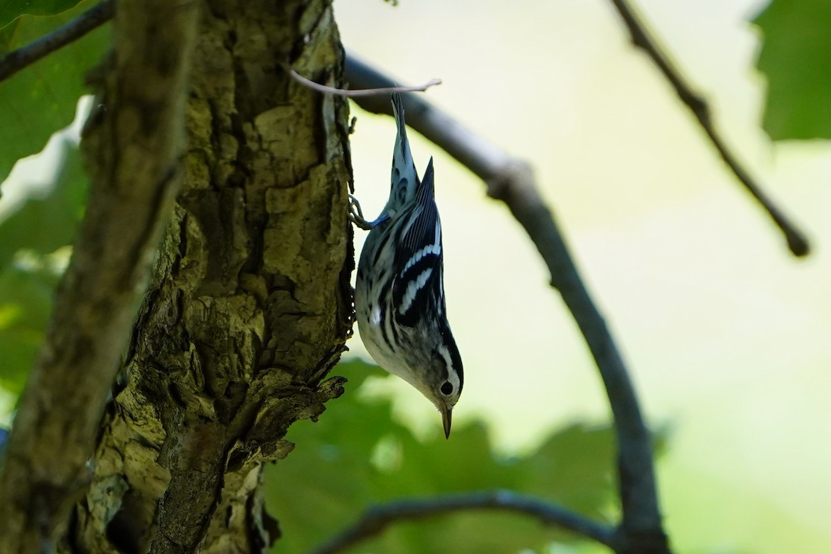 Black-and-white Warbler - ML624144038