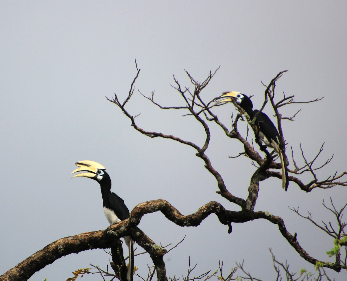 Oriental Pied-Hornbill - ML624144041