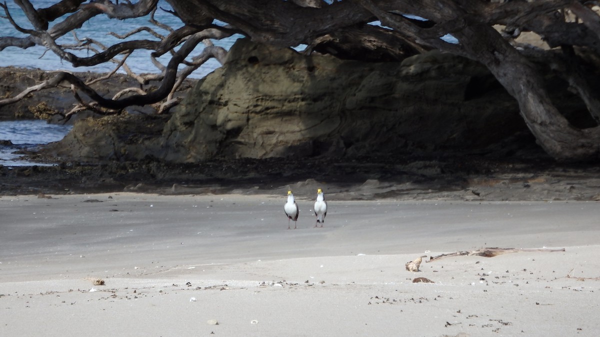 čejka australská - ML624144042