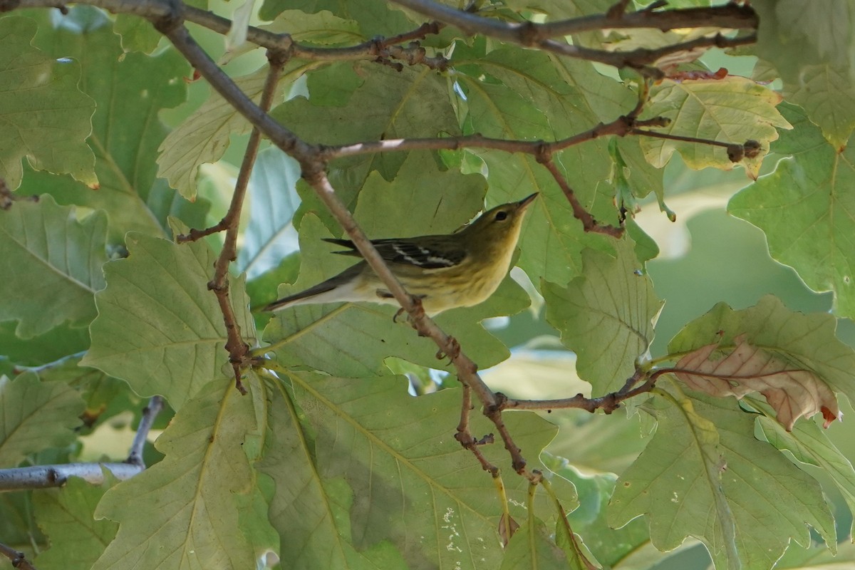 Blackpoll Warbler - ML624144043