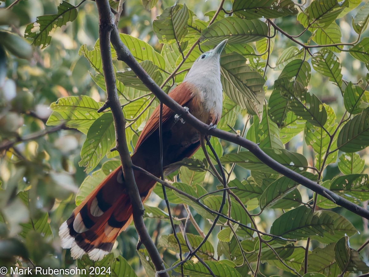 Raffles's Malkoha - Mark Rubensohn