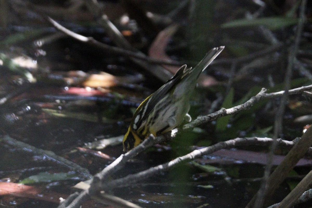 Townsend's Warbler - ML624144045