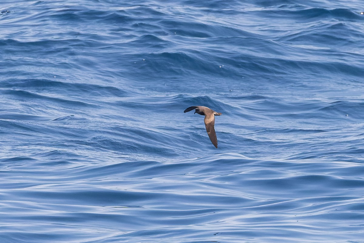 Leach's Storm-Petrel (Chapman's) - ML624144046