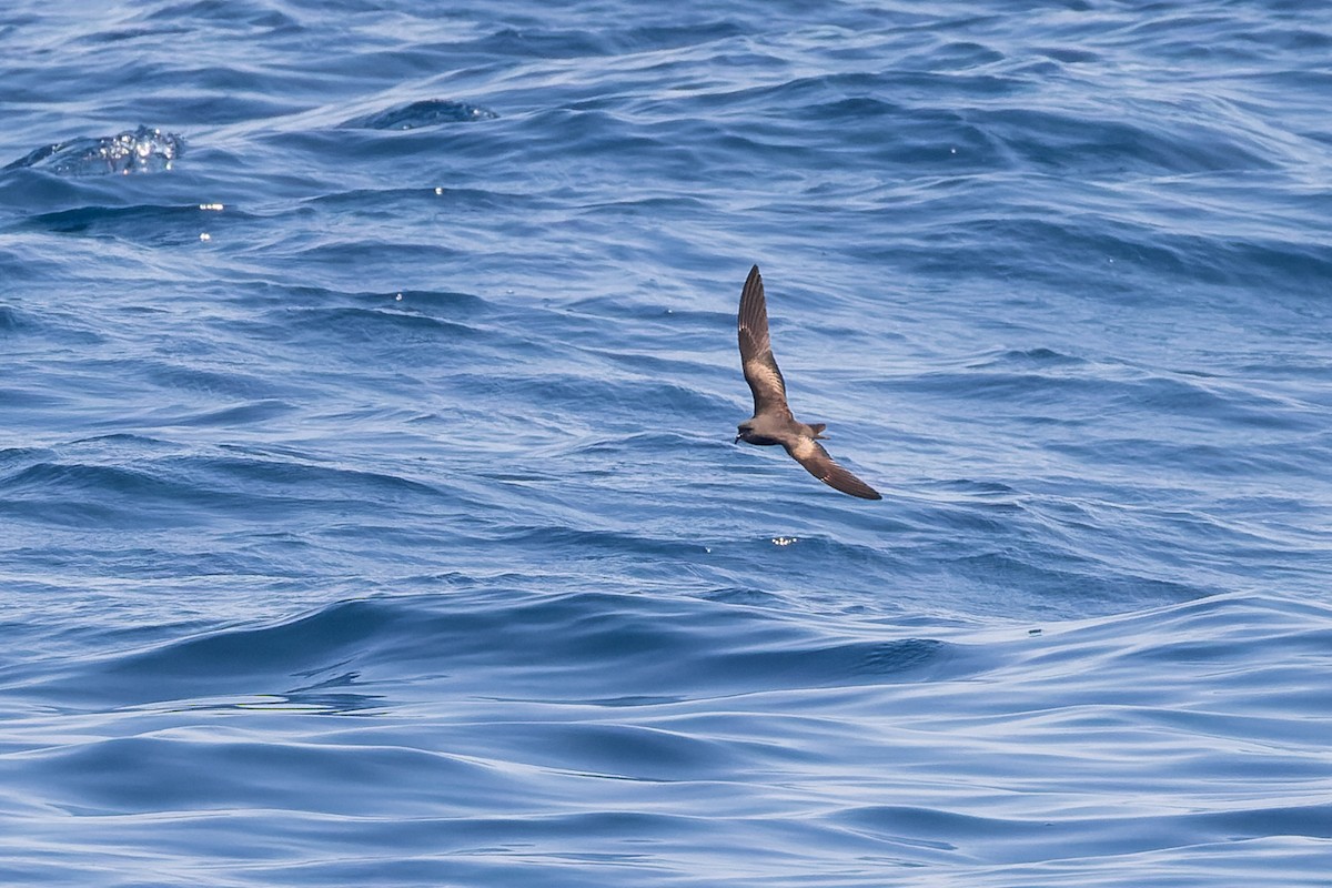 Leach's Storm-Petrel (Chapman's) - ML624144047