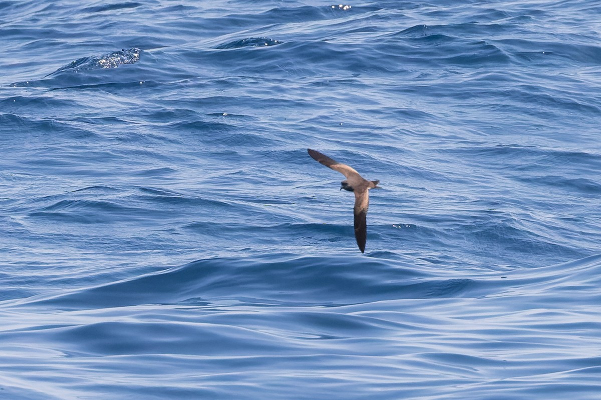 Leach's Storm-Petrel (Chapman's) - ML624144048