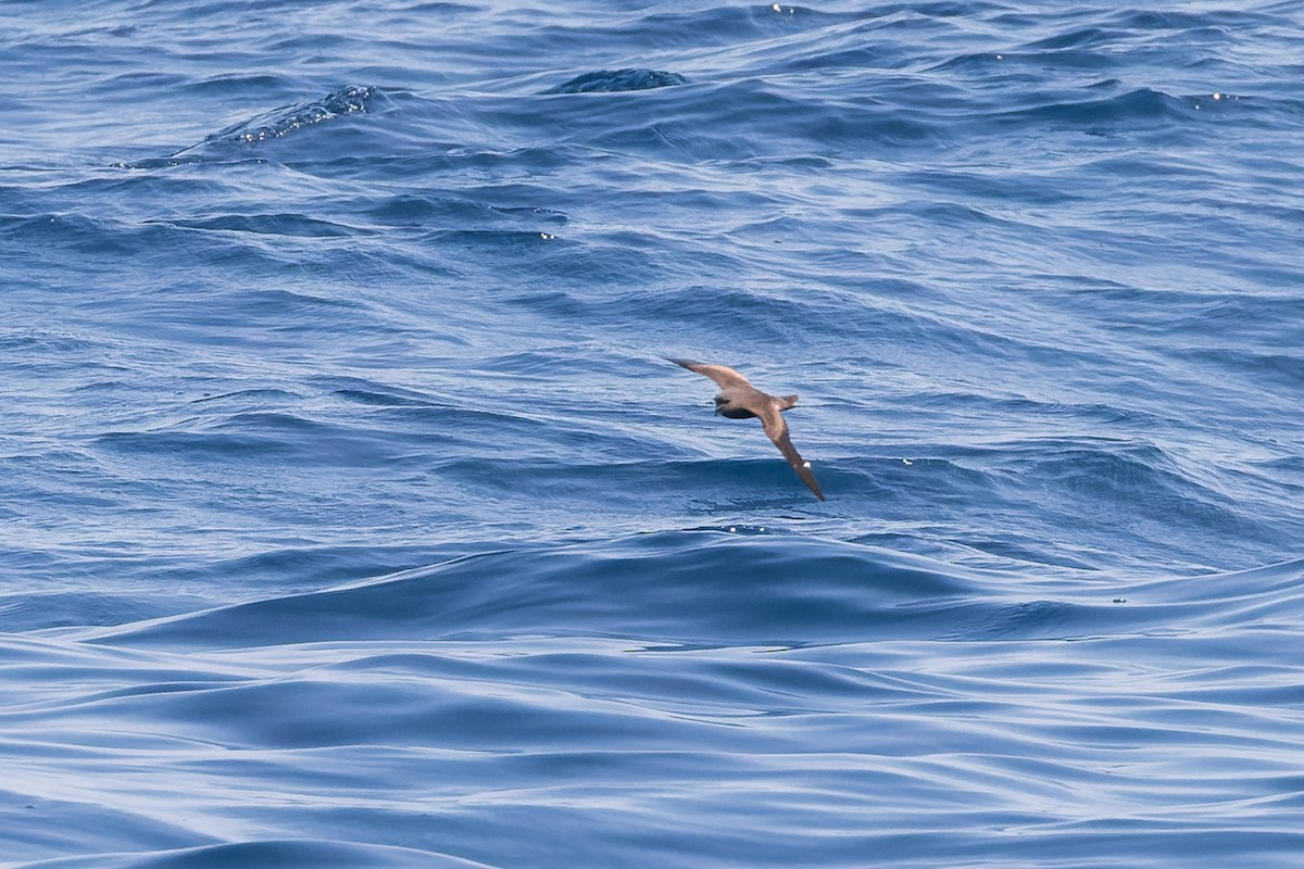 Leach's Storm-Petrel (Chapman's) - ML624144049