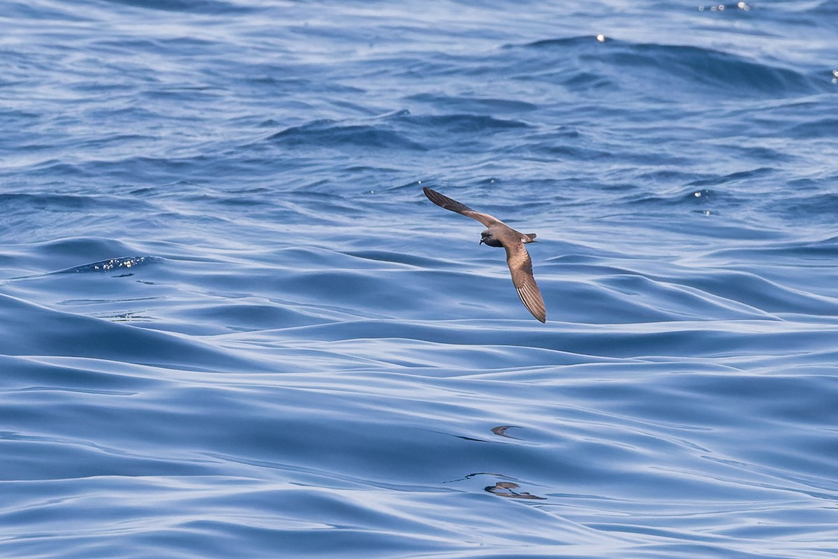 Leach's Storm-Petrel (Chapman's) - ML624144050