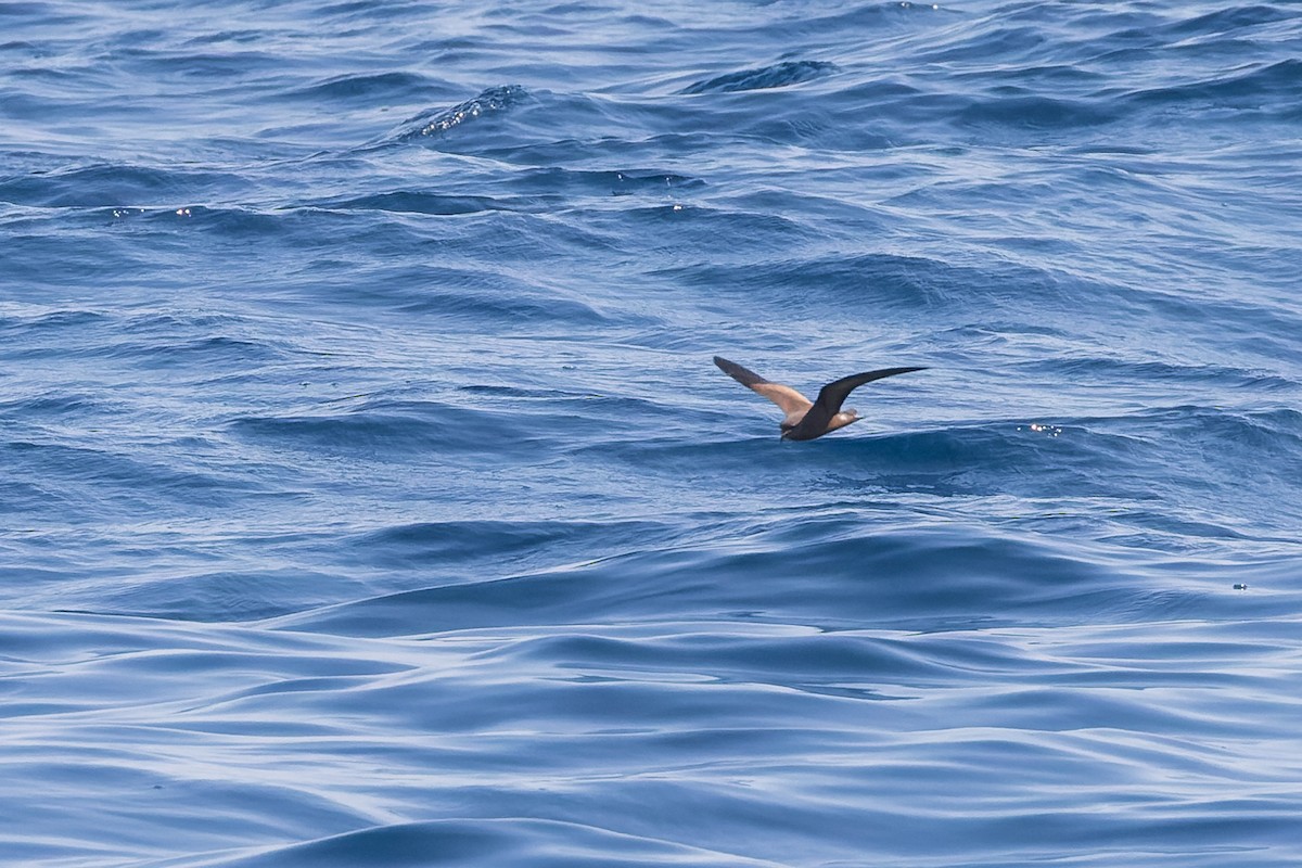 Leach's Storm-Petrel (Chapman's) - ML624144051