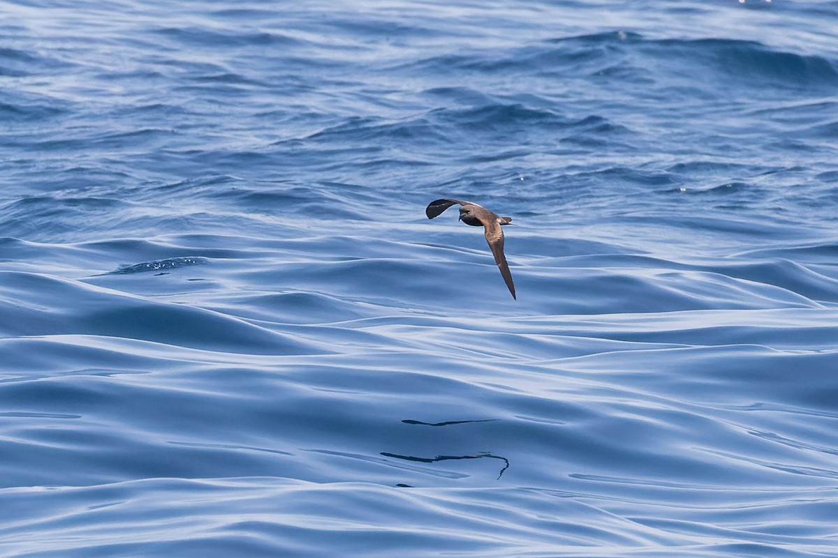 Leach's Storm-Petrel (Chapman's) - ML624144052