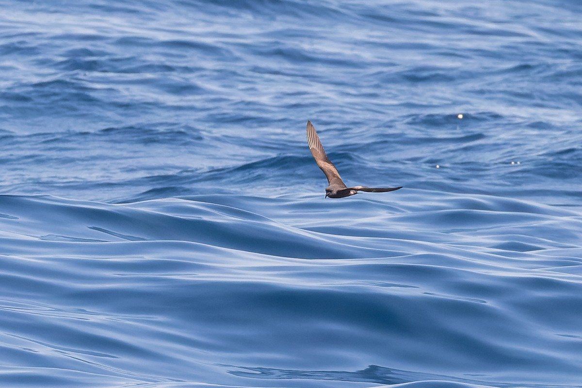 Leach's Storm-Petrel (Chapman's) - ML624144053