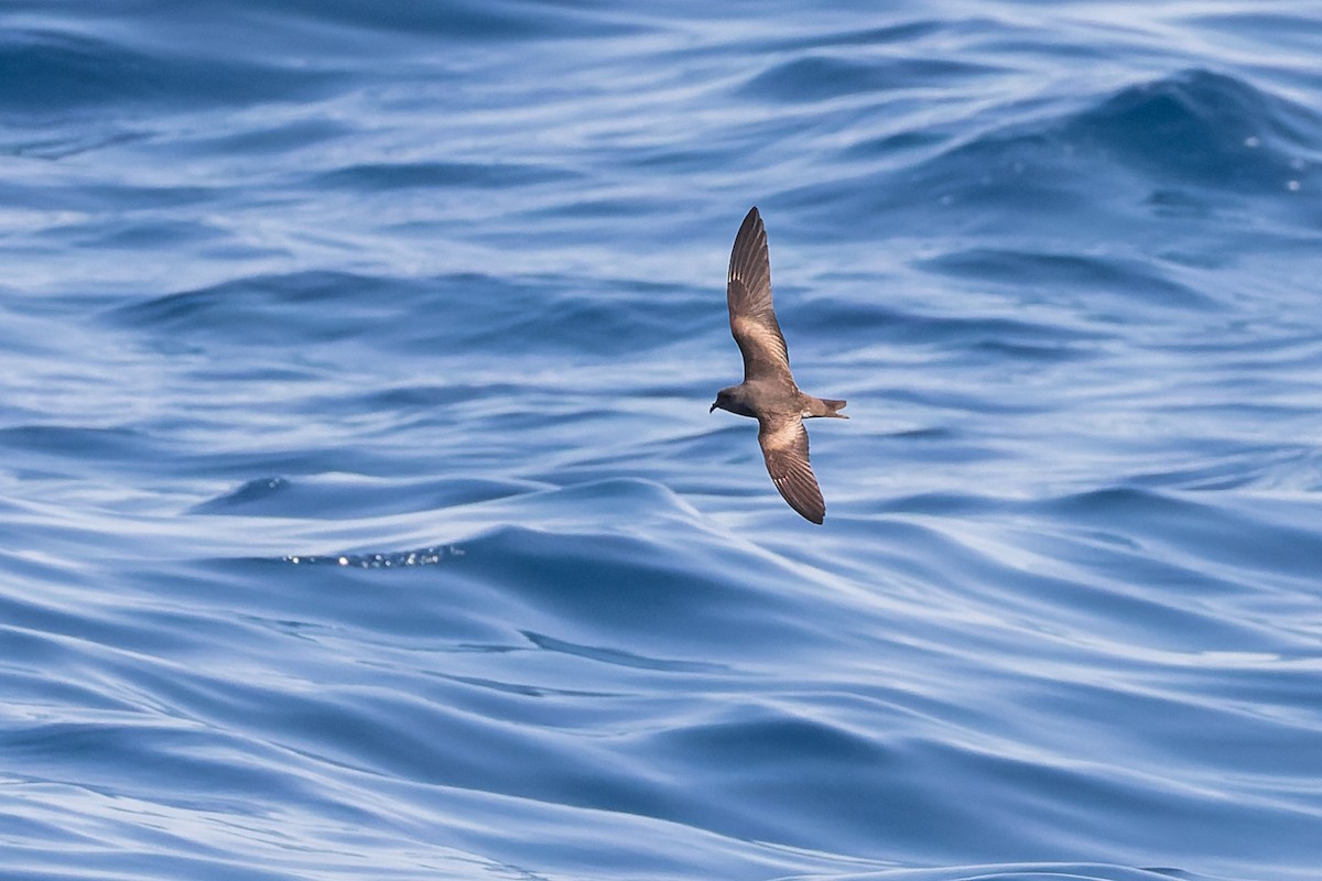 Leach's Storm-Petrel (Chapman's) - ML624144058