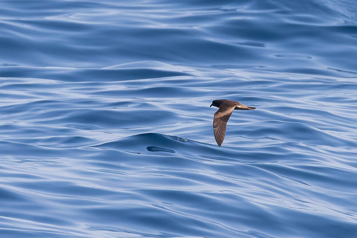 Leach's Storm-Petrel (Chapman's) - ML624144059