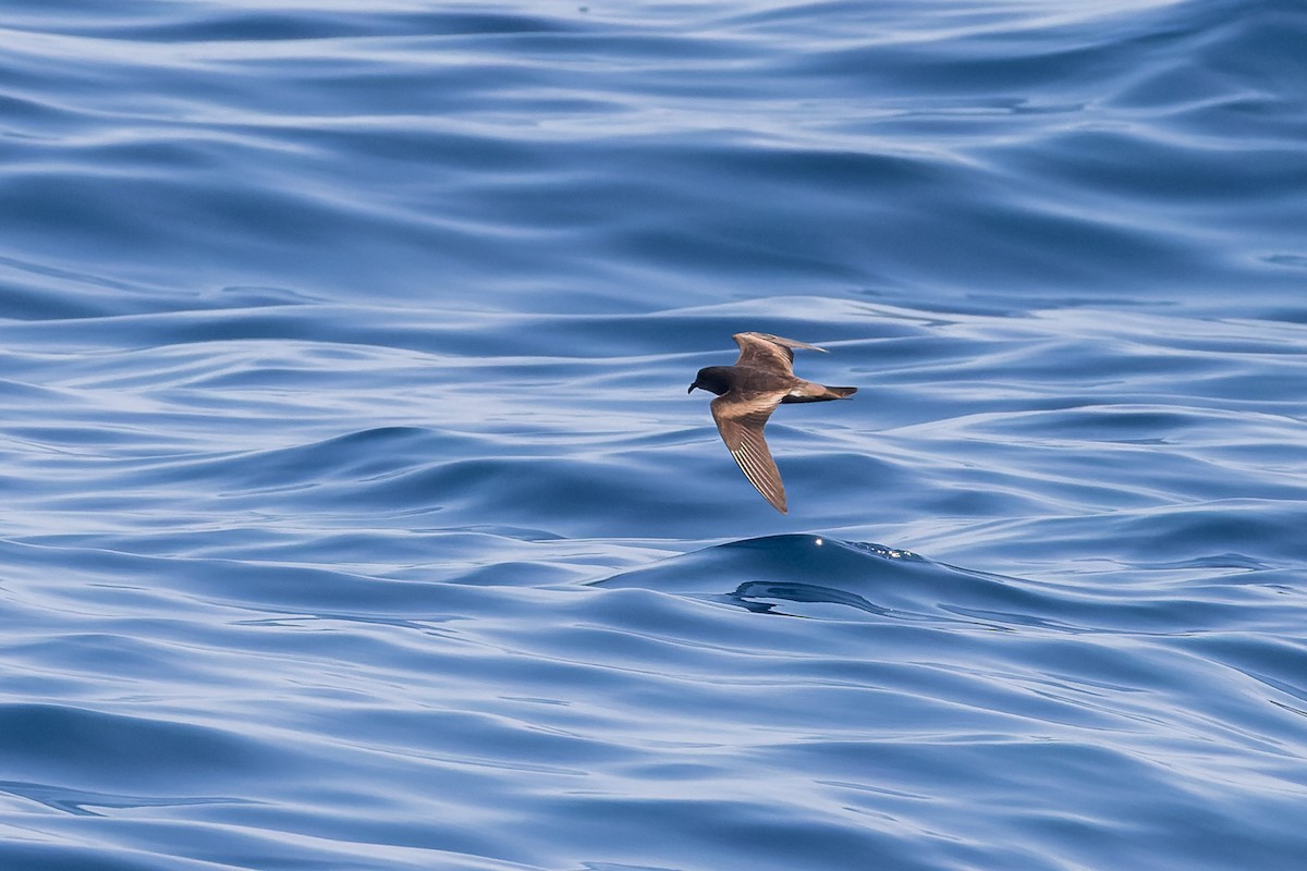 Leach's Storm-Petrel (Chapman's) - ML624144060