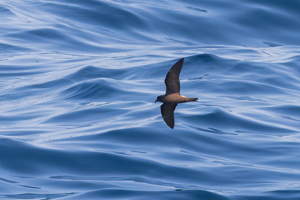 Leach's Storm-Petrel (Chapman's) - ML624144061