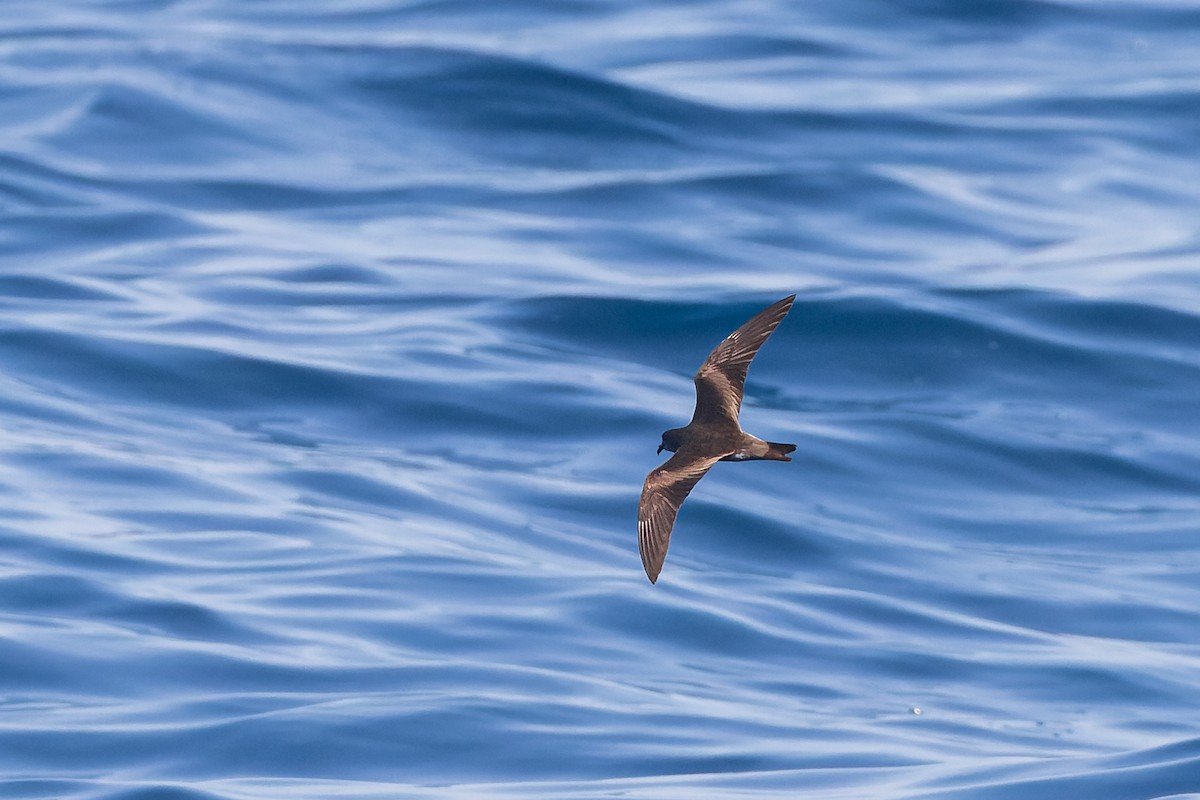 Leach's Storm-Petrel (Chapman's) - ML624144062