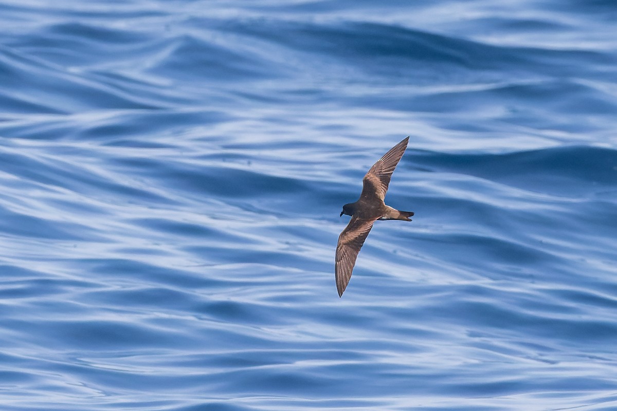 Leach's Storm-Petrel (Chapman's) - Mike Andersen