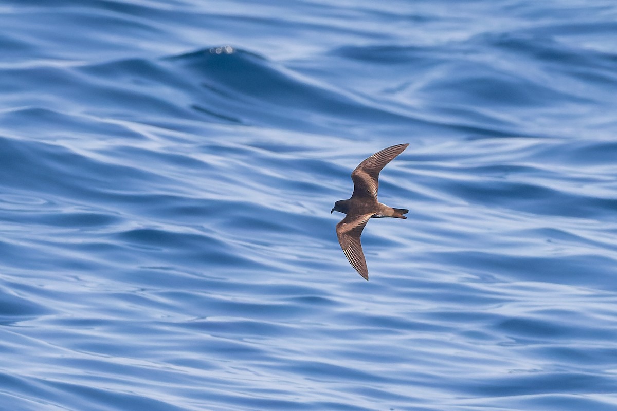 Leach's Storm-Petrel (Chapman's) - ML624144064