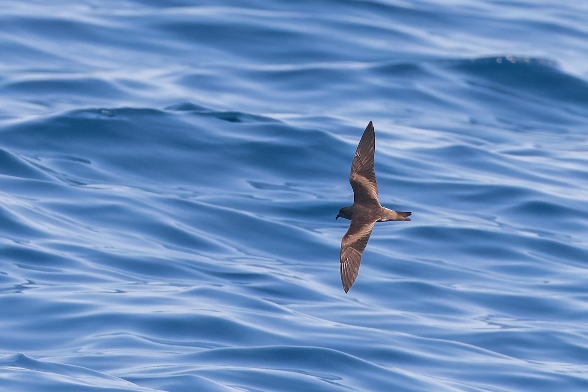 Leach's Storm-Petrel (Chapman's) - ML624144065