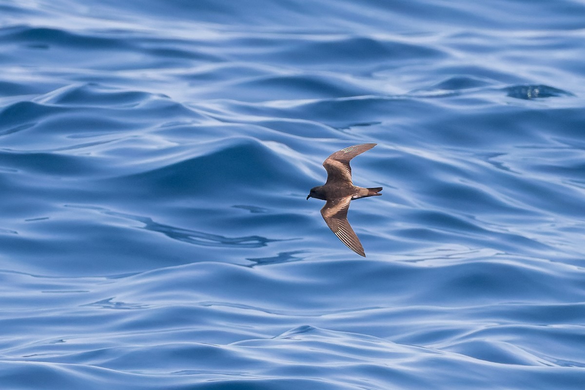 Leach's Storm-Petrel (Chapman's) - ML624144066