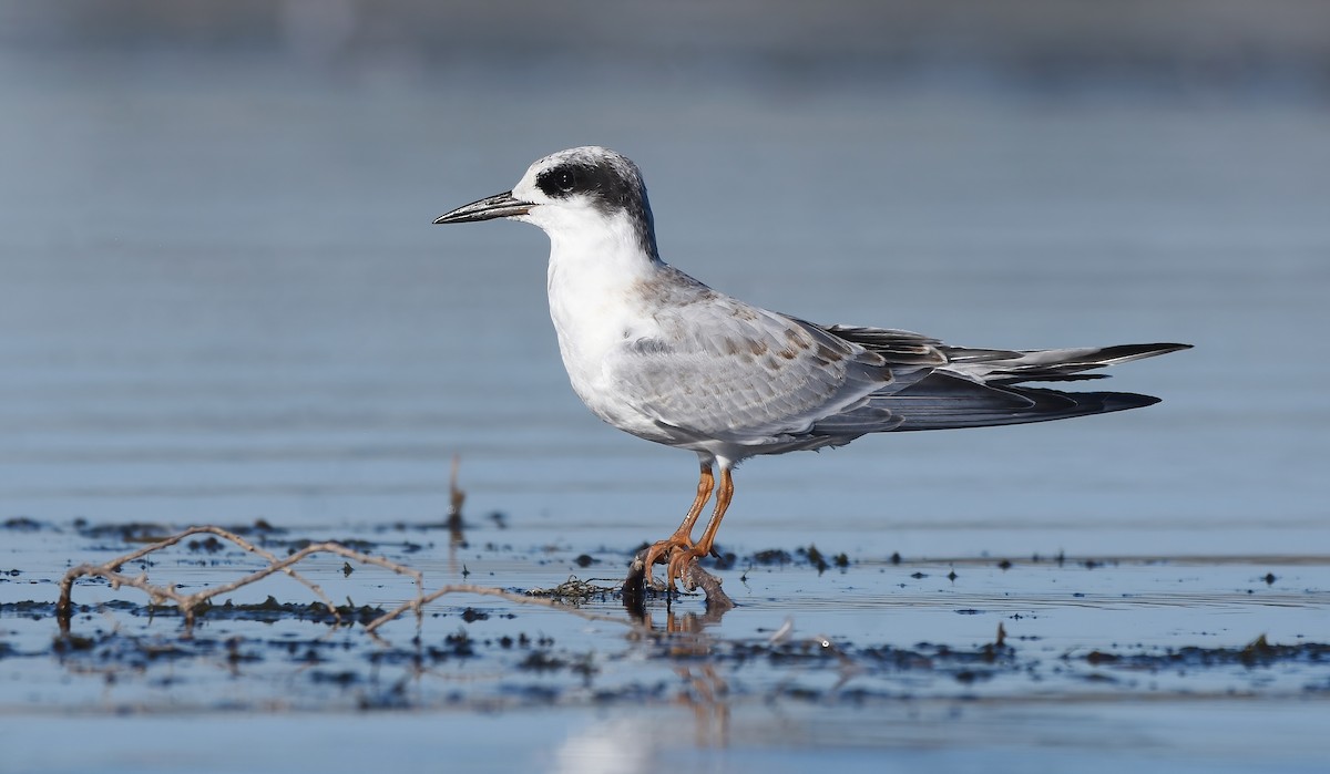 Forster's Tern - ML624144067