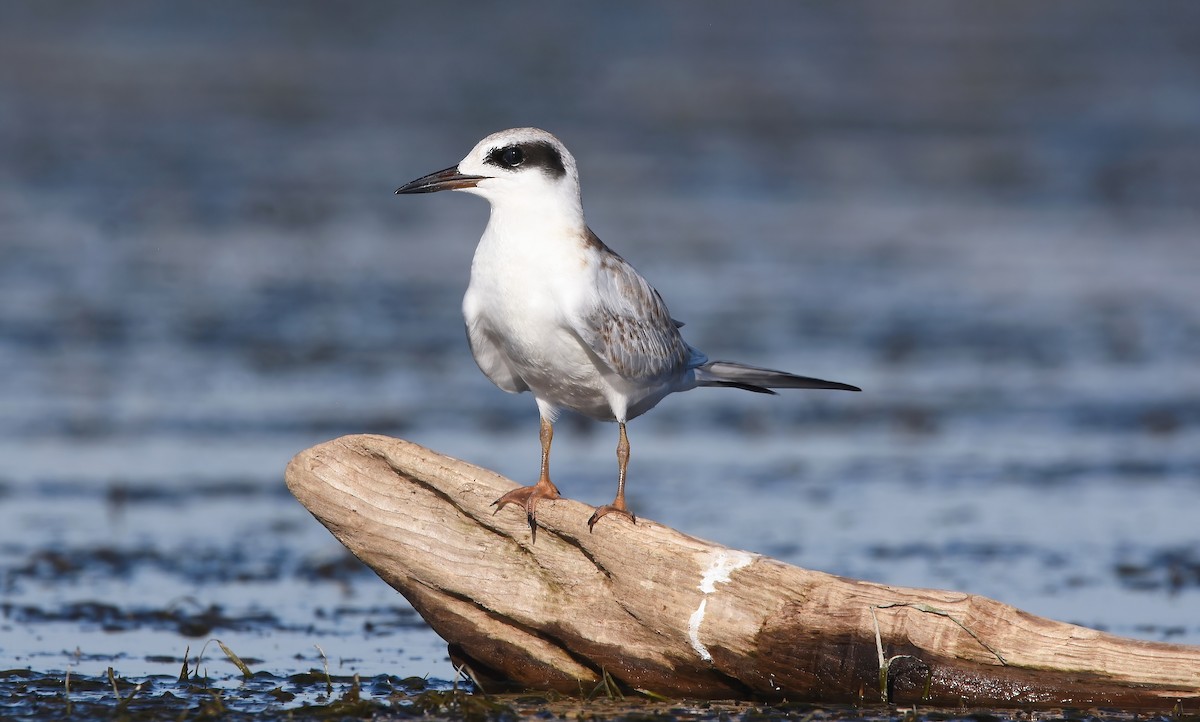 Forster's Tern - ML624144068