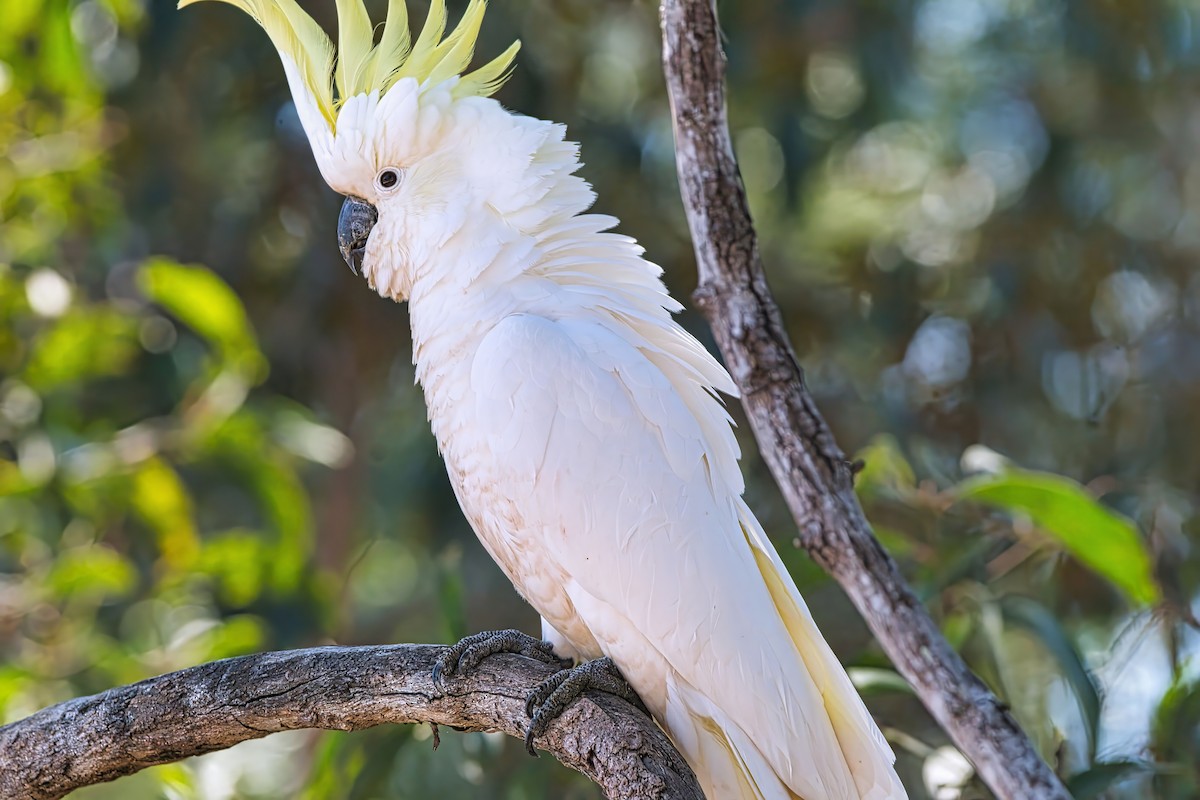 Sulphur-crested Cockatoo - ML624144069