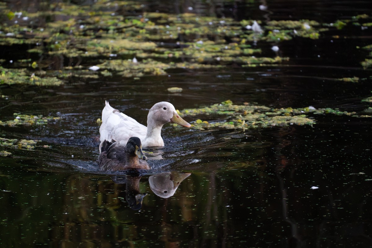 Mallard (Domestic type) - ML624144070