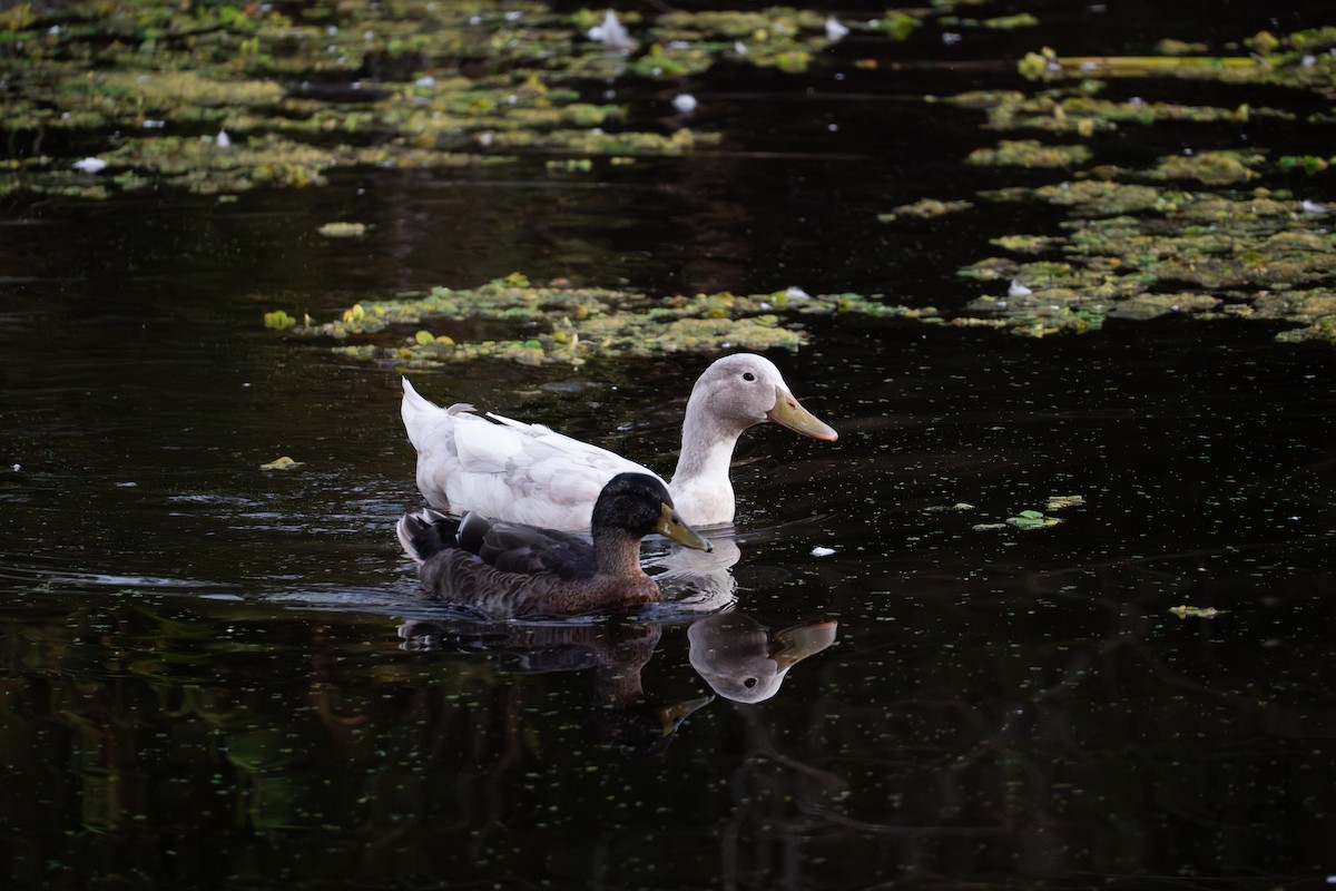 Mallard (Domestic type) - ML624144071