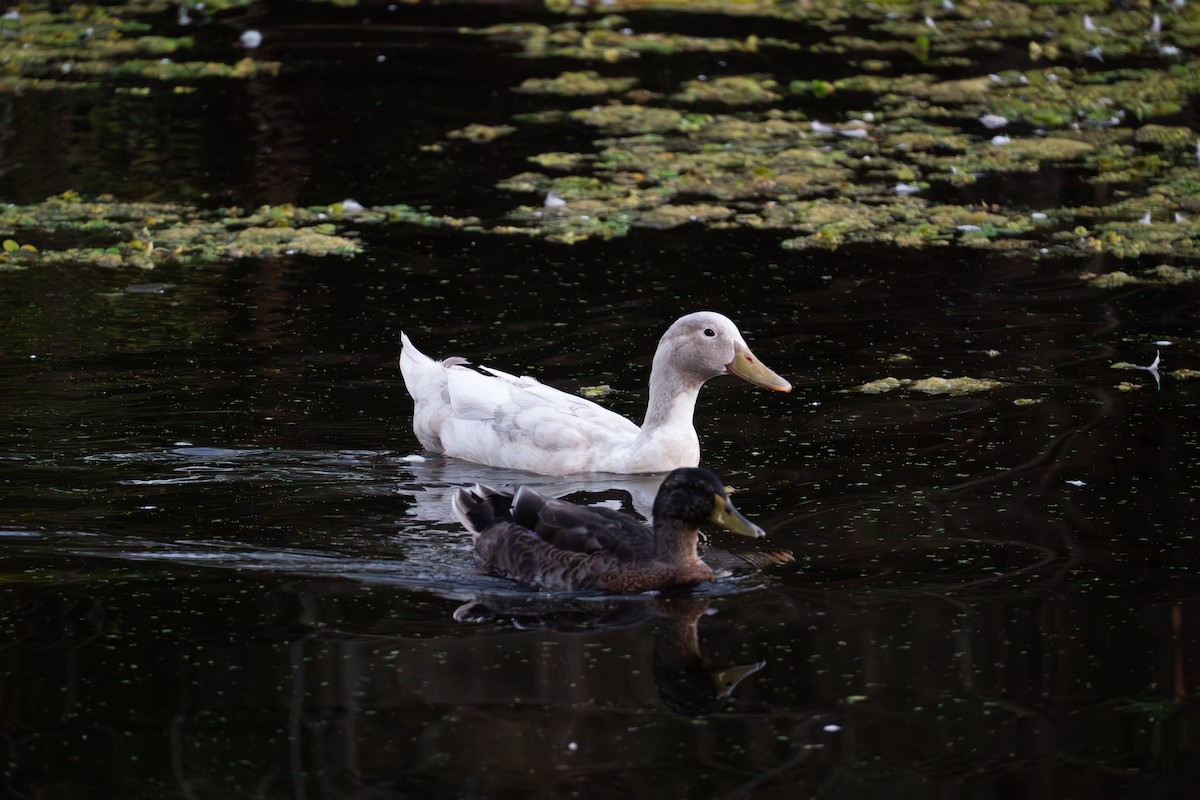 Mallard (Domestic type) - ML624144072