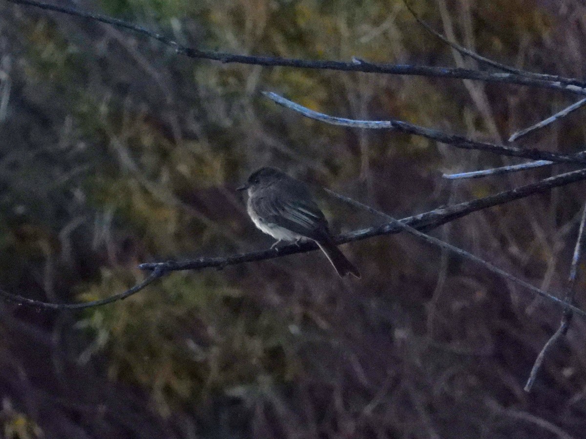 Eastern Phoebe - ML624144074