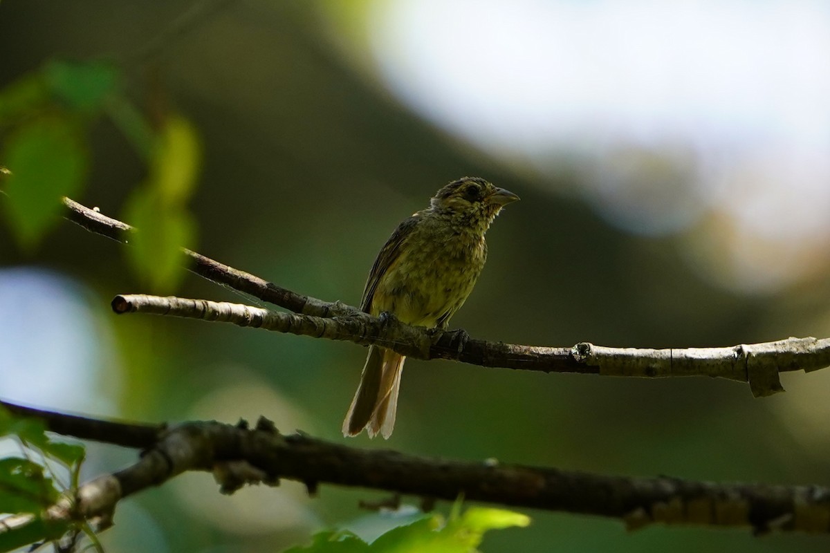 Rose-breasted Grosbeak - ML624144076