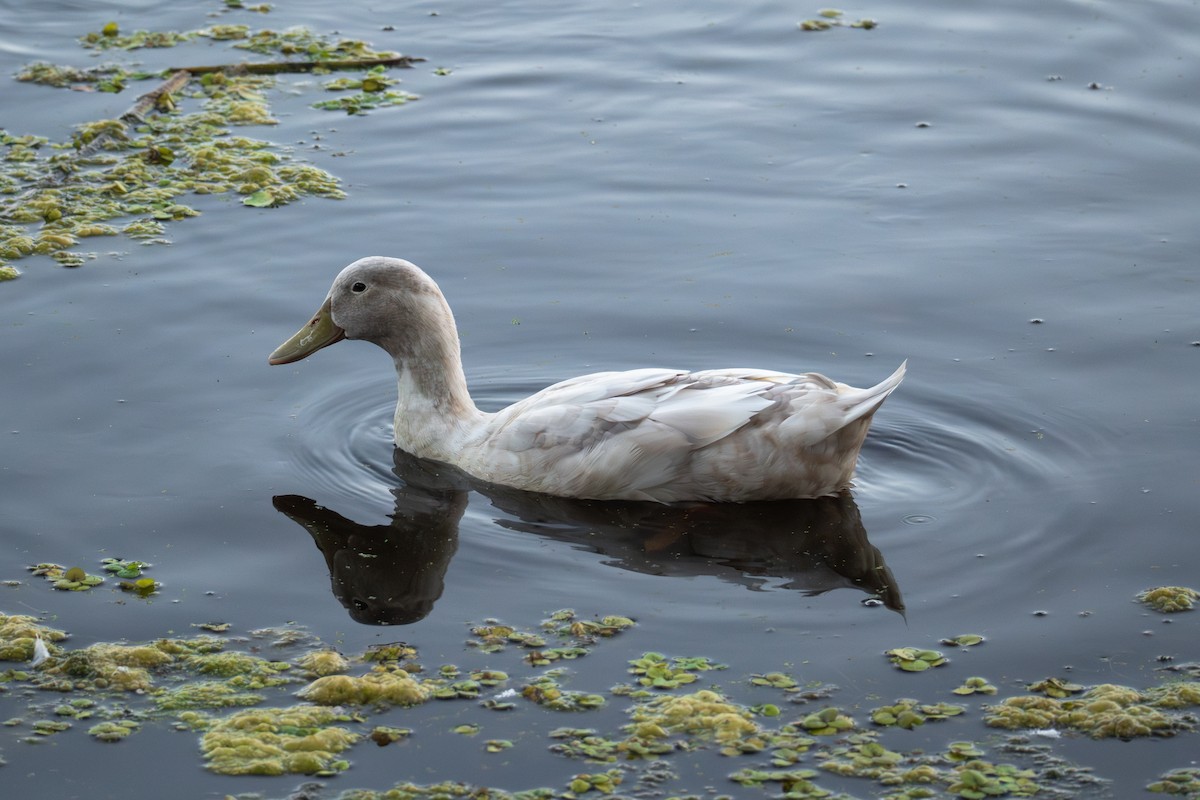 Mallard (Domestic type) - ML624144077