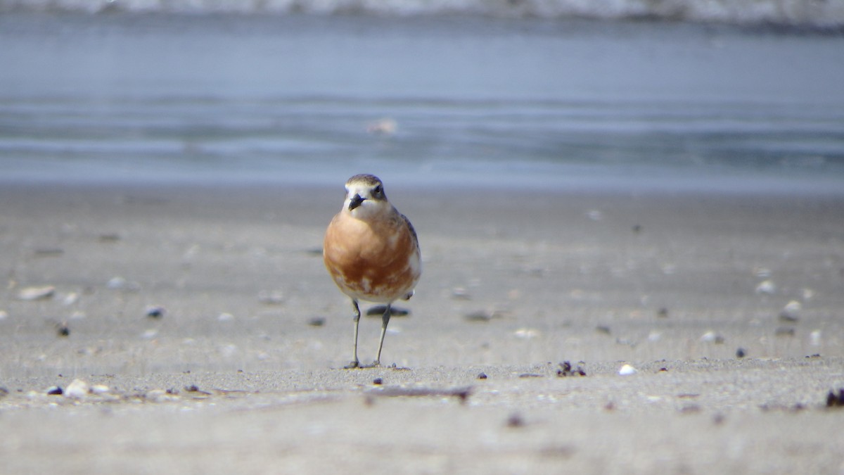 Red-breasted Dotterel - ML624144080