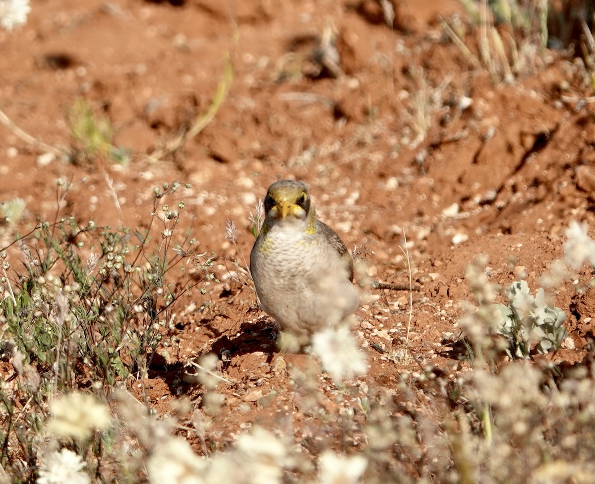 Yellow-throated Miner - Snotty Foster