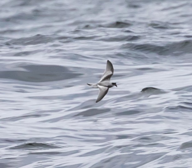 Fork-tailed Storm-Petrel - ML624144084