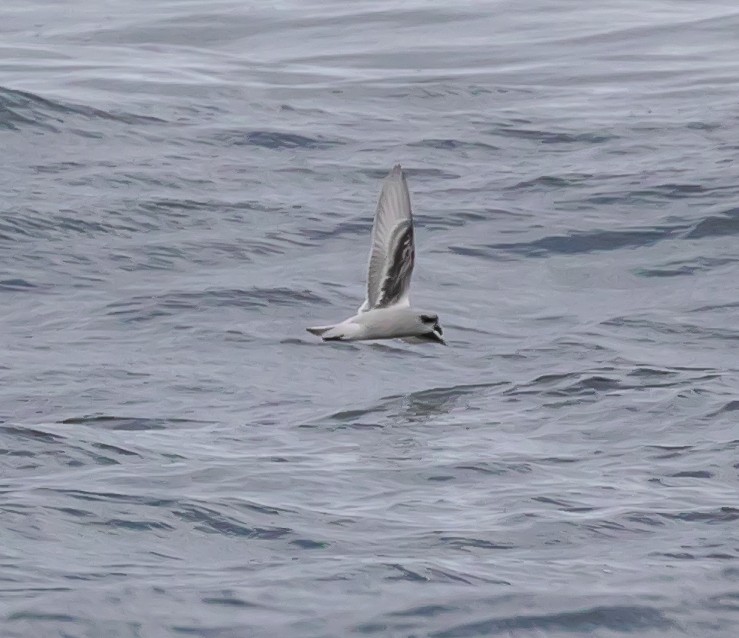 Fork-tailed Storm-Petrel - ML624144085