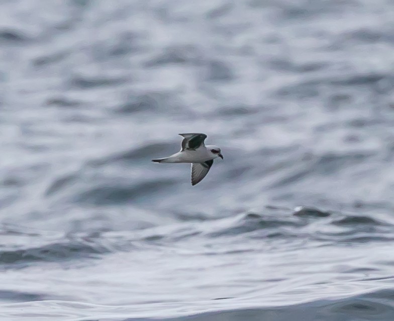 Fork-tailed Storm-Petrel - ML624144086