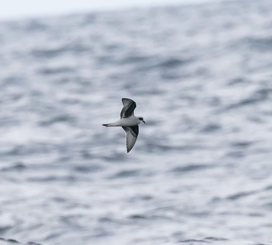 Fork-tailed Storm-Petrel - ML624144087