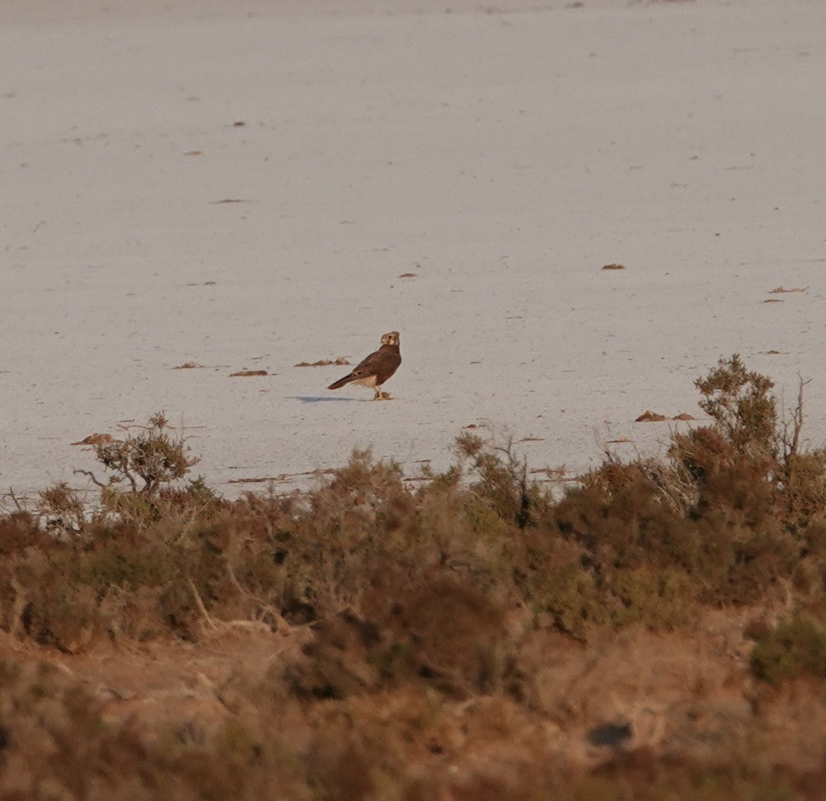 Brown Falcon - ML624144088