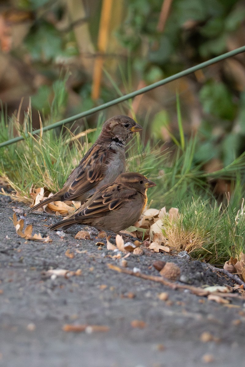 House Sparrow - ML624144089