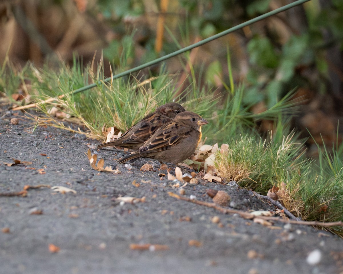 House Sparrow - ML624144090