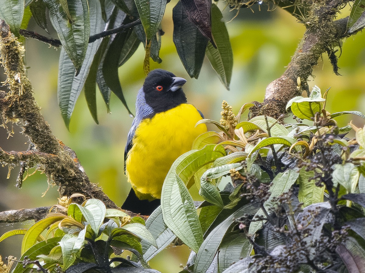 Hooded Mountain Tanager - ML624144091