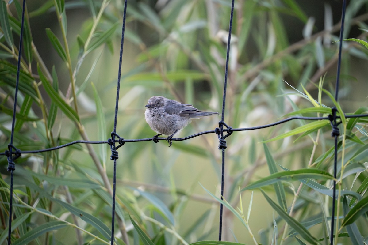 Bushtit - ML624144092