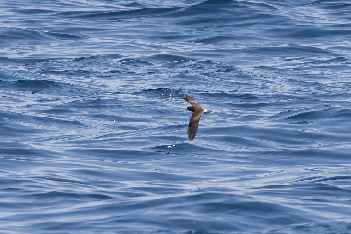 Townsend's Storm-Petrel - ML624144093