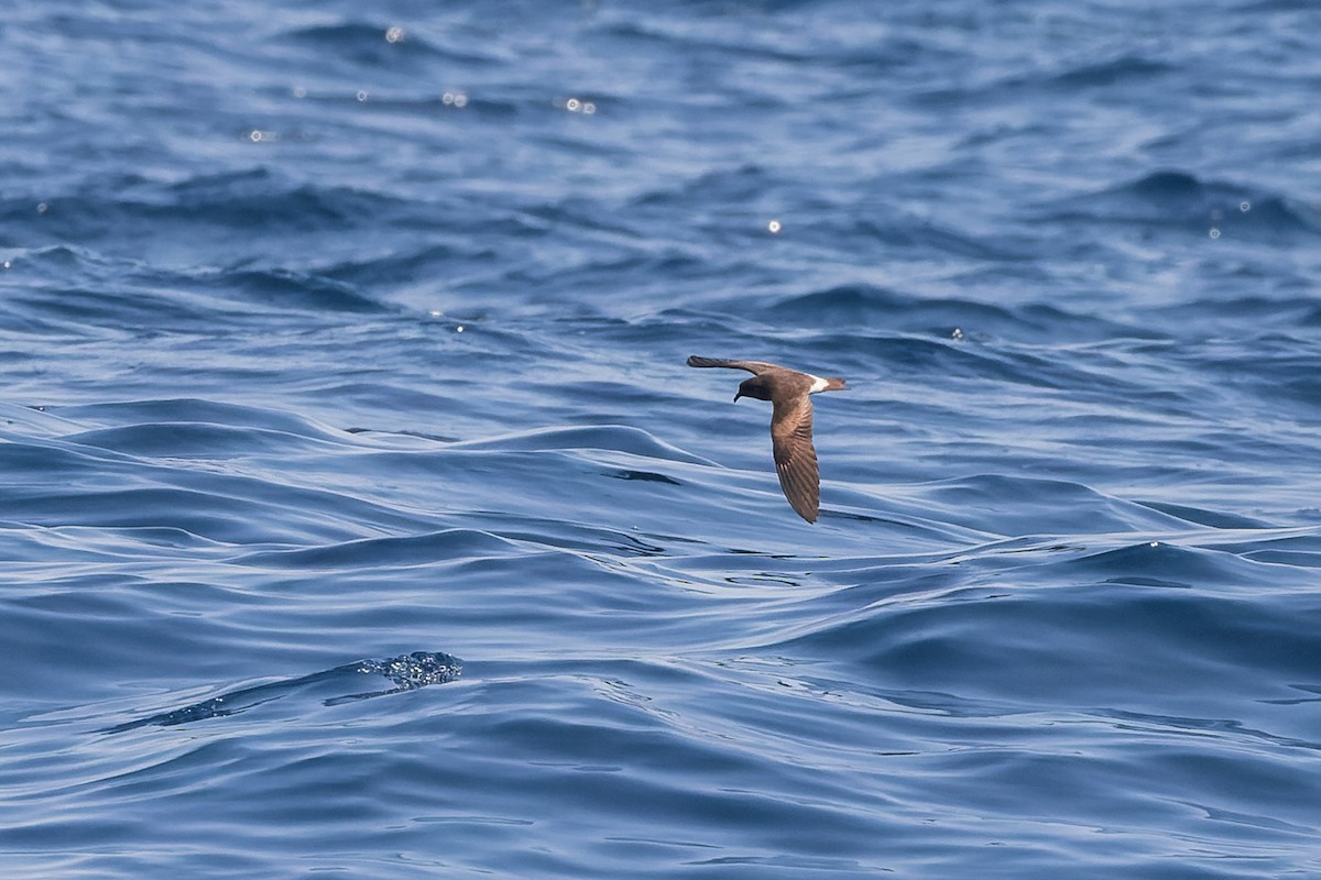 Townsend's Storm-Petrel - ML624144094