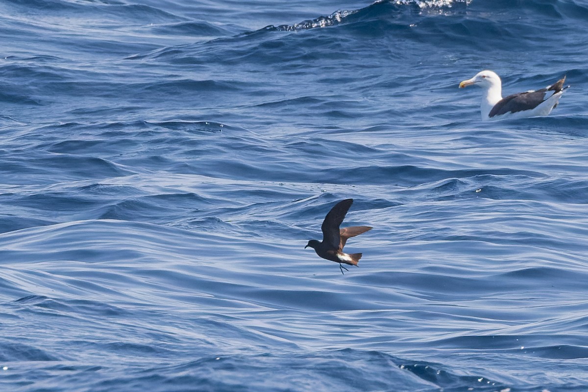 Townsend's Storm-Petrel - ML624144095