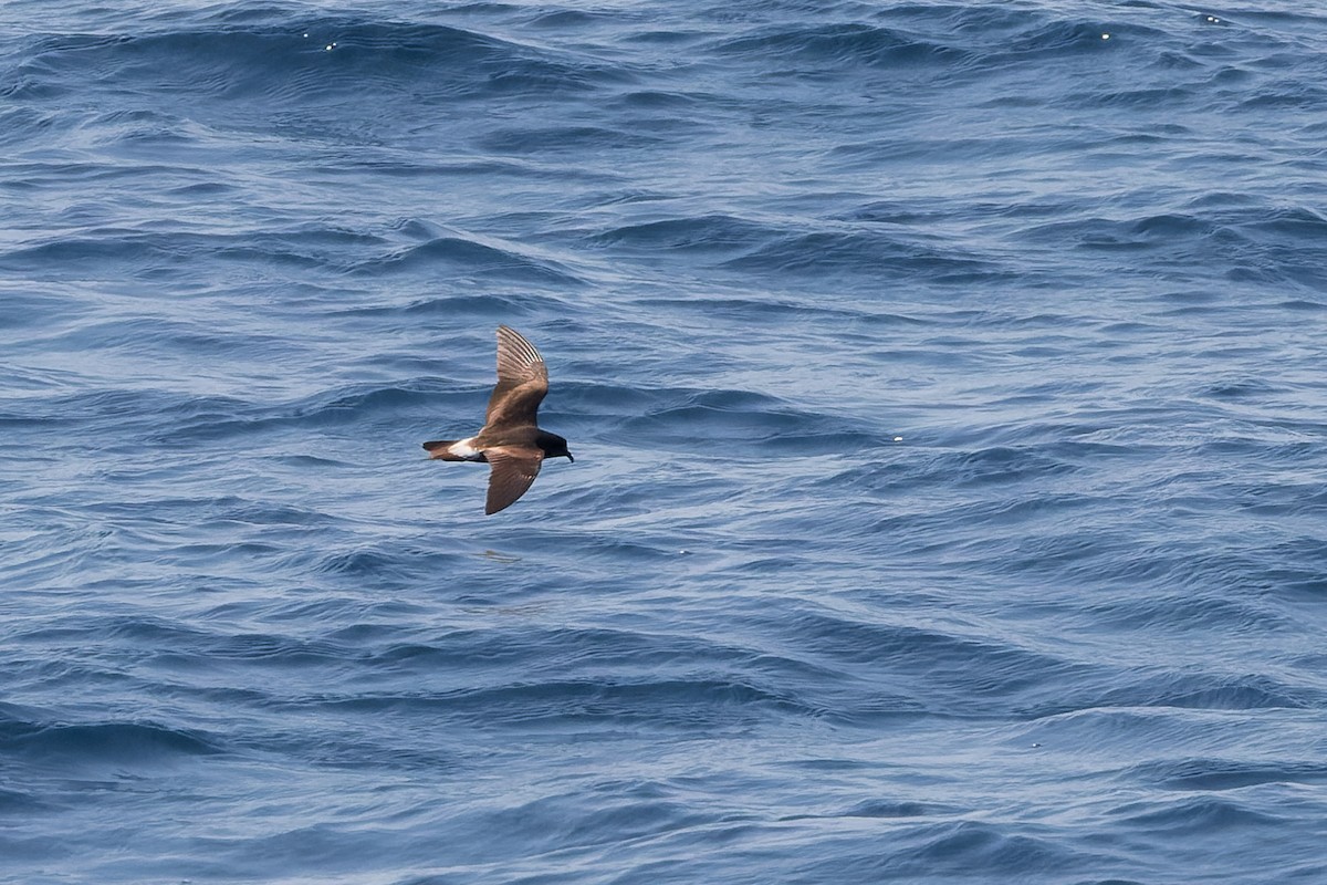 Townsend's Storm-Petrel - ML624144096