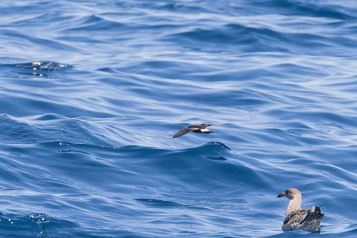 Townsend's Storm-Petrel - ML624144097